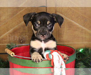 American Bully Puppy for sale in PUYALLUP, WA, USA