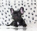 Small Photo #1 French Bulldog Puppy For Sale in GREAT FALLS, VA, USA