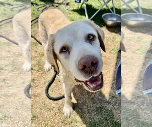Labrador Retriever Dogs for adoption in San Diego, CA, USA
