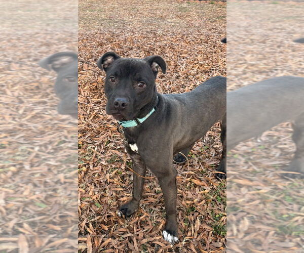 Medium Photo #2 Mutt Puppy For Sale in Mooresville, NC, USA