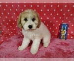 Small Photo #2 Goldendoodle-Poodle (Toy) Mix Puppy For Sale in BLACK FOREST, CO, USA