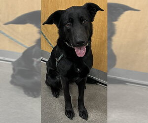 German Shepherd Dog Dogs for adoption in Forestville, MD, USA