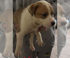 Mutt Dogs for adoption in San Antonio, TX, USA