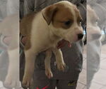 Small Mutt