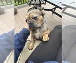 Small #1 French Bulldog