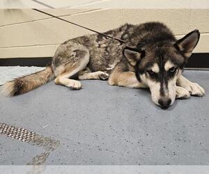 Siberian Husky Dogs for adoption in Denver, CO, USA