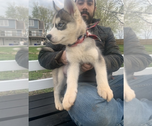 Medium Photo #37 Siberian Husky Puppy For Sale in TRIMBLE, MO, USA