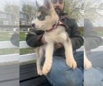 Small Photo #37 Siberian Husky Puppy For Sale in TRIMBLE, MO, USA