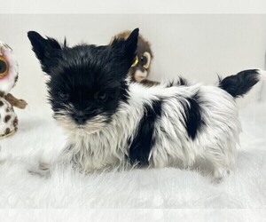 Yorkshire Terrier Puppy for sale in BAYVILLE, NJ, USA