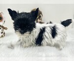 Image preview for Ad Listing. Nickname: cute puppy