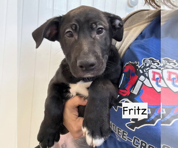 Medium Photo #4 Labrador Retriever-Unknown Mix Puppy For Sale in GILBERTS, IL, USA