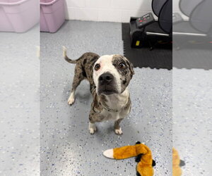 Sophia - Female American Staffordshire Terrier-Unknown Mix Dog for Adoption - Photo #2