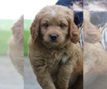 Small #1 Goldendoodle (Miniature)