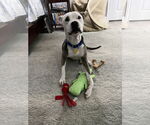 Small #6 Bullboxer Pit