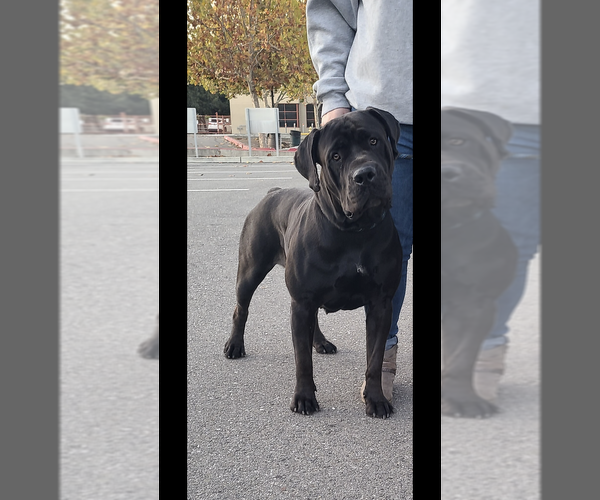Medium Photo #1 Boerboel Puppy For Sale in WATERFORD, CA, USA