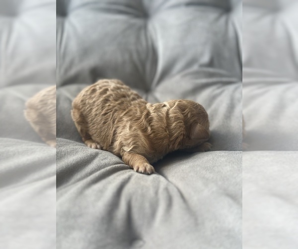 Medium Photo #2 Poodle (Toy) Puppy For Sale in BRONX, NY, USA