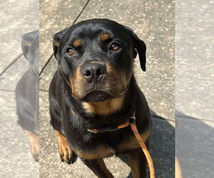 Rottweiler Dogs for adoption in Hillsboro, NH, USA