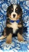 Small Photo #4 Bernese Mountain Dog Puppy For Sale in LANCASTER, PA, USA