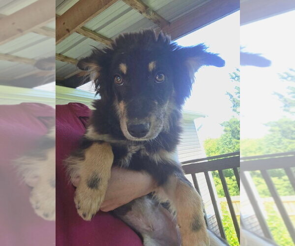 Medium Photo #1 Mutt Puppy For Sale in Aurora, IN, USA