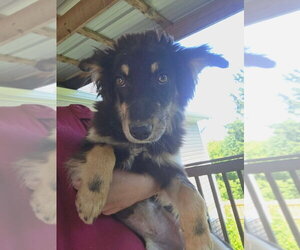 Mutt Dogs for adoption in Aurora, IN, USA