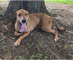 Small #5 Labrador Retriever-Rhodesian Ridgeback Mix