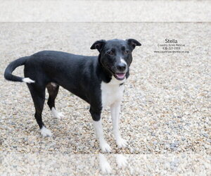 Stella - Female Retriever -Unknown Mix Dog for Adoption - Photo #3