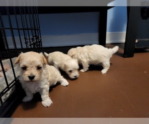 Maltipoo Puppy for sale in BRIDGEPORT, CT, USA