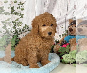 Goldendoodle (Miniature) Puppy for sale in PENNS CREEK, PA, USA