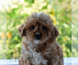 Cavapoo Puppy for sale in SUNBURY, PA, USA