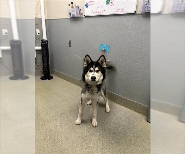 Medium Photo #1 German Shepherd Dog-Unknown Mix Puppy For Sale in Las Vegas, NV, USA