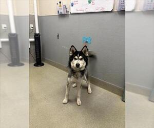 German Shepherd Dog-Unknown Mix Dogs for adoption in Las Vegas, NV, USA