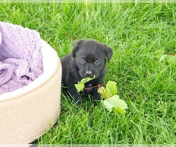 Medium Photo #11 Labrador Retriever Puppy For Sale in SYRACUSE, IN, USA