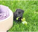 Small #10 Labrador Retriever