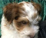 Small Photo #5 Havanese Puppy For Sale in FENTON, MO, USA