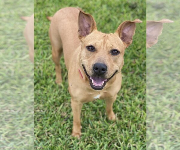 Medium Photo #5 Mutt Puppy For Sale in Miami, FL, USA