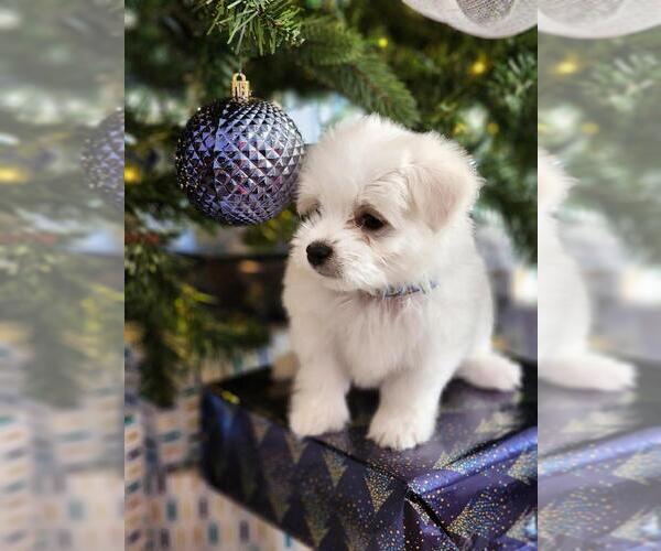 Medium Photo #1 Maltese Puppy For Sale in HARRISONBURG, VA, USA