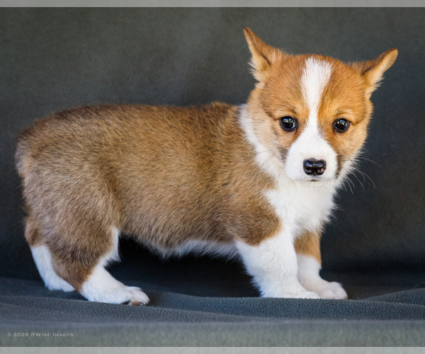 Medium Photo #29 Pembroke Welsh Corgi Puppy For Sale in WAKARUSA, IN, USA