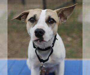 Labrador Retriever-Unknown Mix Dogs for adoption in San Antonio, TX, USA