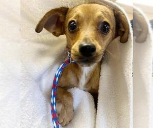 Medium Chihuahua Mix