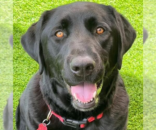 Medium Photo #2 Labrador Retriever Puppy For Sale in San Diego, CA, USA