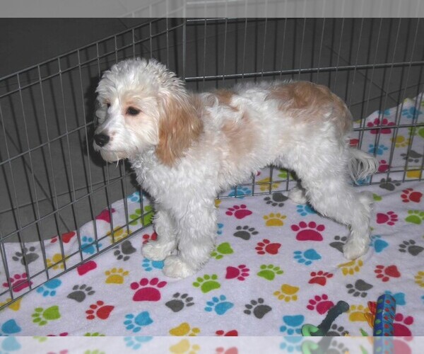 Medium Photo #9 Cavapoo-Poodle (Miniature) Mix Puppy For Sale in ORO VALLEY, AZ, USA
