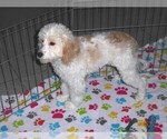 Small #8 Cavapoo-Poodle (Miniature) Mix