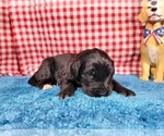 Small Photo #87 Golden Mountain Dog Puppy For Sale in BLACK FOREST, CO, USA