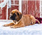 Small Photo #56 Mastiff Puppy For Sale in WAKARUSA, IN, USA