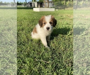 Great Bernese Puppy for sale in ROYSE CITY, TX, USA