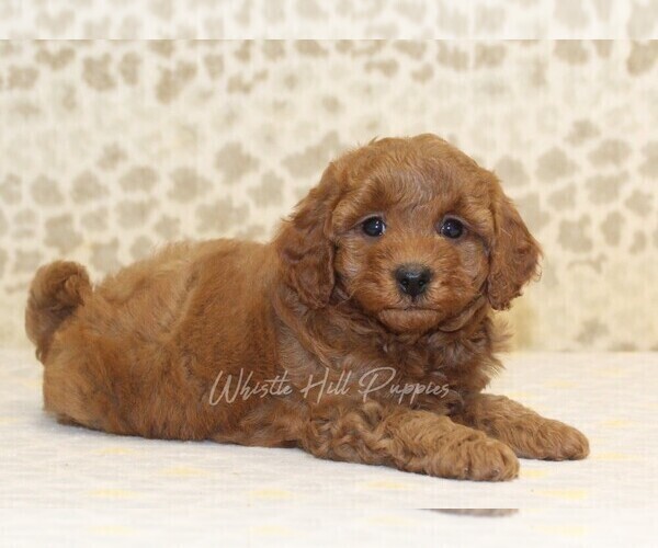 Medium Photo #2 Cavapoo Puppy For Sale in DENVER, PA, USA