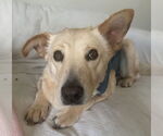 Small #9 Labrador Retriever Mix