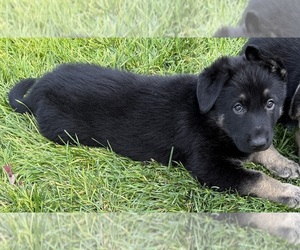 German Shepherd Dog Puppy for sale in BRIGHTON, CO, USA