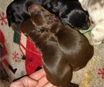 Small #1 Dachshund