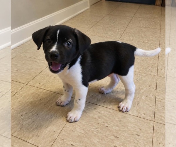 Medium Photo #1 Shepradors Puppy For Sale in Holly Springs, NC, USA